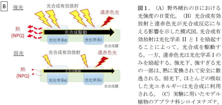 東京大学など、700-800nmの遠赤色光が光合成の効率を促進する研究結果を発表