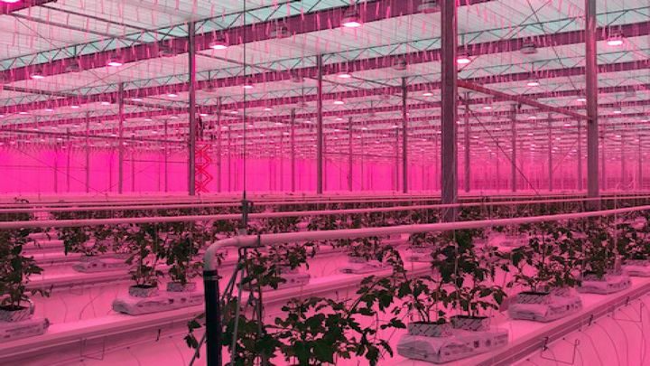 英国トマト市場の１２％を供給する植物工場が来年に稼働予定