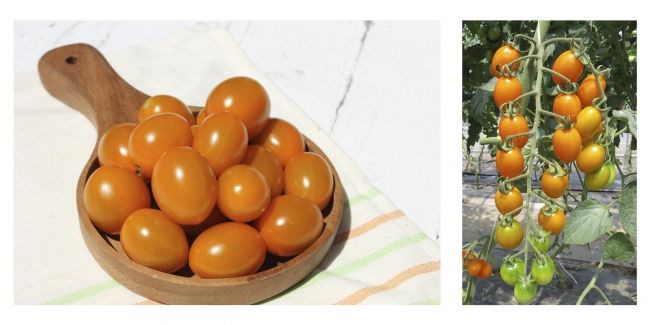 サントリーフラワーズ、春夏シーズンの野菜苗を販売「本気野菜 トマト 純あまオレンジ」