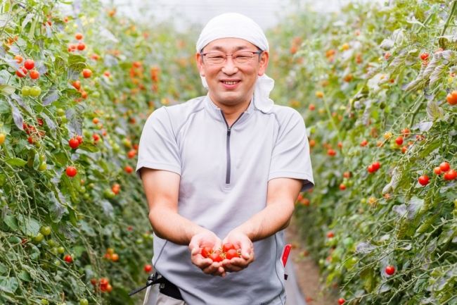 鳥羽農園、北海道南富良野のミニトマト約120個を完全手しぼりした「ミニトマトジュース」を販売