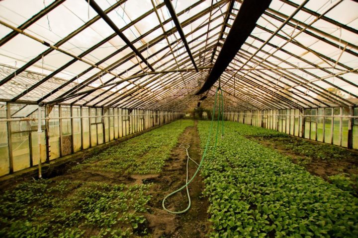 土耕の最適環境制御のイスラエル・ルーツ社、太陽光パネルのクリア・ヴュー社と提携