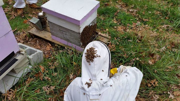 インディアナ大学、受粉を利用する生産者向け「蜂の健康状態」解析ベンチャーへ投資