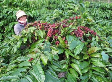 キリンHD、ベトナムでのコーヒー農園を支援。国際的な認証制度の取得へ