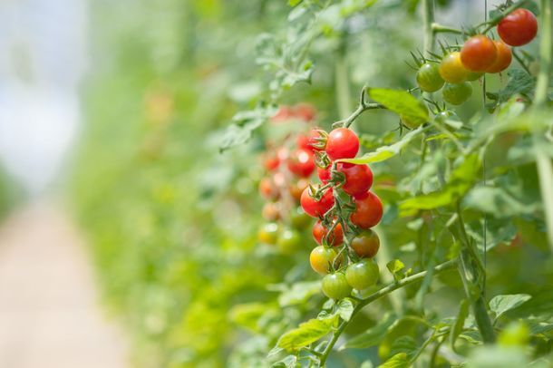 OSMIC、糖度12度保証の高品質トマトを販売