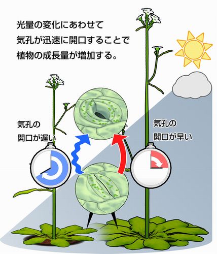東京大学大学院、気孔をすばやく開かせることで、野外における植物の成長促進に成功