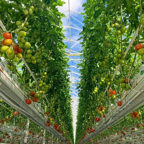 新型コロナへの対応支援、国内外の植物工場が野菜の無償提供へ