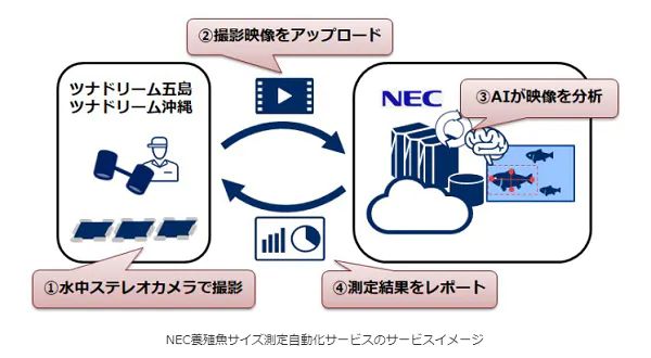 豊田通商とNEC、クロマグロ幼魚のサイズ測定自動化サービスを開発