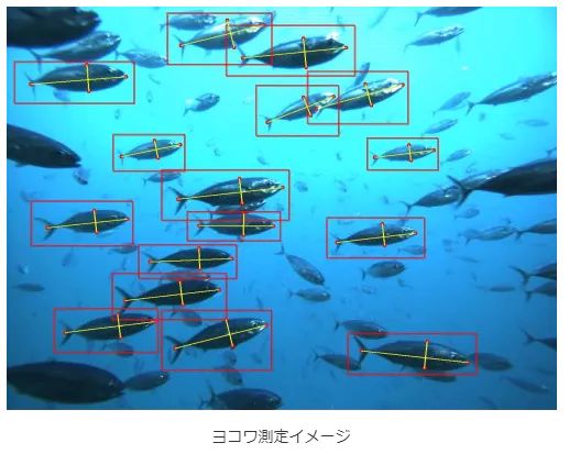 豊田通商とNEC、クロマグロ幼魚のサイズ測定自動化サービスを開発