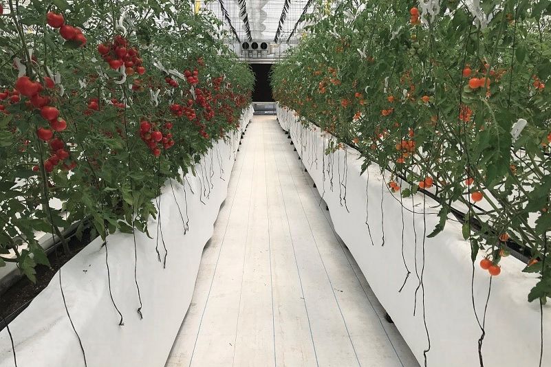 半導体のジェイ・イー・ティ、OSMICと業務提携。植物工場によるミニトマトの生産へ