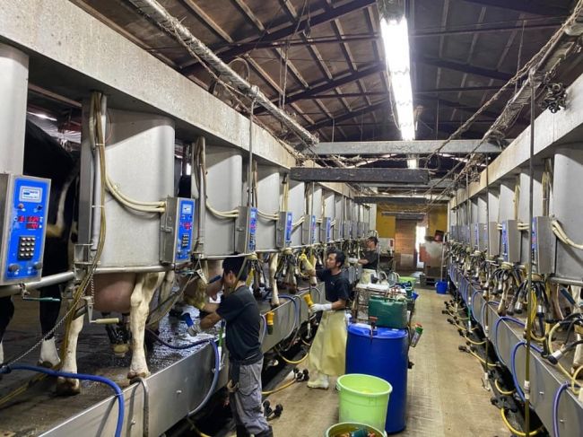 県立広島大学、中規模農家を想定した酪農ICTの実証・搾乳ロボットと搾乳機の「ハイブリッド活用」へ