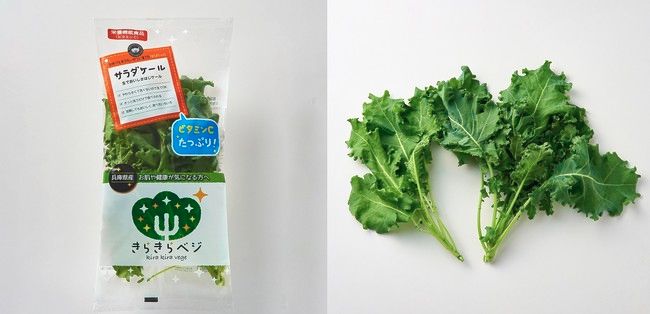 日本山村硝子、機能性に優れた植物工場やさいを活用した「おためしサラダセット」を発売