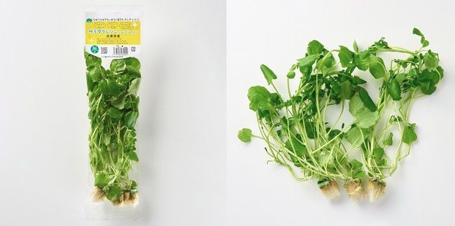 日本山村硝子、機能性に優れた植物工場やさいを活用した「おためしサラダセット」を発売