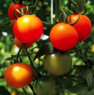 埼玉県北本市、特区を活用した農商連携。トマトをリキュールにした新商品を開発