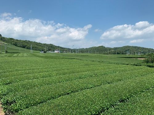 伊藤園、静岡県にて「お～いお茶」専用茶葉の生産面積・展開地区を拡大