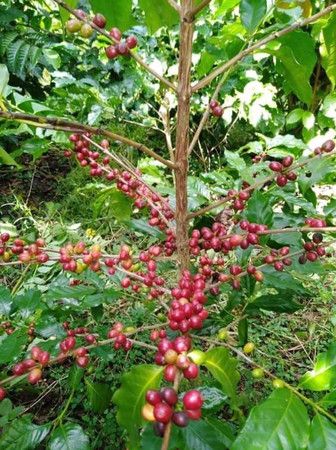 GPLAO、ラオスよりフェアトレード商品・幻のコーヒー豆ティピカを輸入