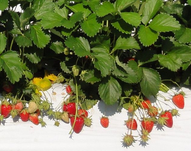 アヲハタ、加工用イチゴの新品種「夢つづき2号」を農研機構と共同育成