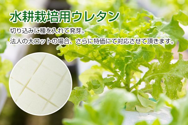 富士ゴム産業、植物工場にも最適な ”くぼみ付”『水耕栽培用スポンジ』を発売