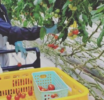 養液栽培によるヘタなしトマト「Plumシリーズ」の出荷が本格化へ