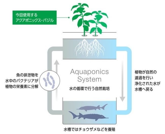 チョウザメと野菜のアクアポニクス施設、北海道のホテル敷地内に建設