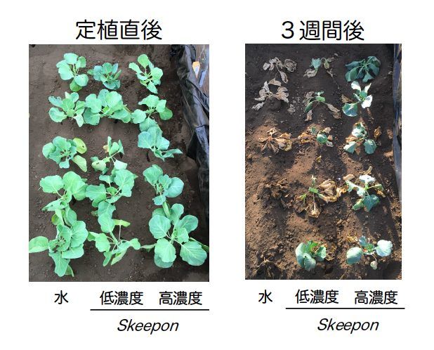 農作物の高温・乾燥耐性を高めるバイオスティミュラント資材『Skeepon（スキーポン）』をAmazonで販売開始