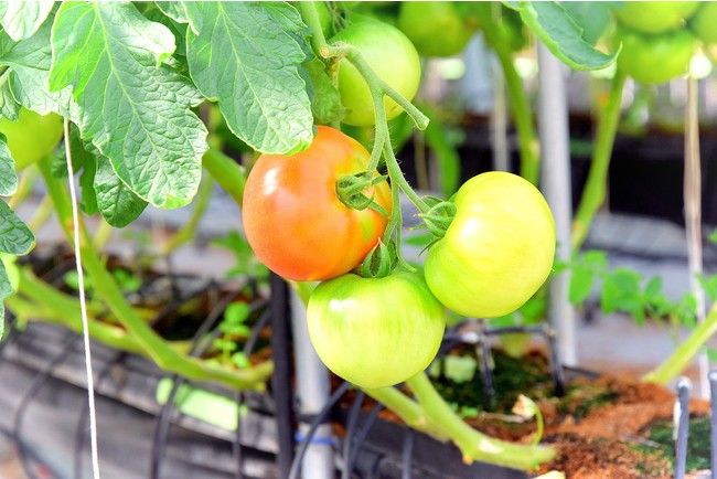 イオンアグリ創造のトマト植物工場、ココカラ社のやしがら培土を採用