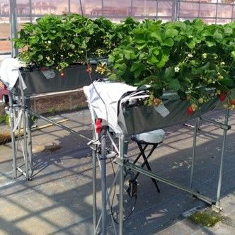 AI潅水施肥システムのゼロアグリが養液栽培にも対応。排液量の最小化・環境負荷の低い栽培を実現