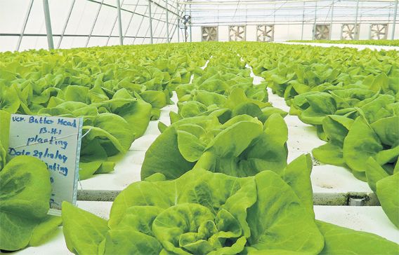 UAE、36カ所の有機ファームが新設。植物工場ハイテク農業による生産も加速