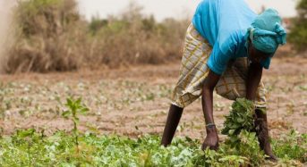 サウジ、セネガルの40ha巨大農地リース交渉を開始。穀物の輸入依存から脱却へ