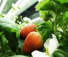 ストロベリーラボラトリーなど、イチゴ植物工場にて種から周年・量産化に成功
