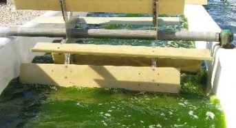 宮城県石巻市に藻類培養施設を建設、健康食品など機能性素材の生産へ