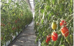 銀座農園、太陽光・植物工場にて高糖度トマトをシンガポールで生産