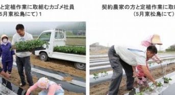 カゴメ、宮城県にて加工用トマトの大規模露地栽培へ