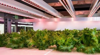 大阪府立大学の植物工場、フィリップス社による植物育成用LED照明を1万3,000本採用