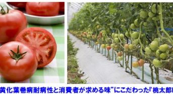 タキイ種苗、トマト黄化葉巻病耐病性の大玉トマト「桃太郎ピース」を発売