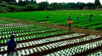 ワタミグループ首都圏で初となる農地取得、2020年に自社農場1,000haへ