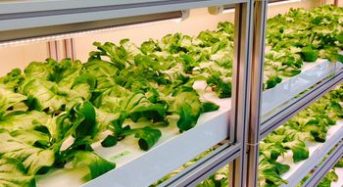 日本アドバンストアグリ、植物工場にて健康食品の原料アイスプラント粉末「グラシトール」を開発