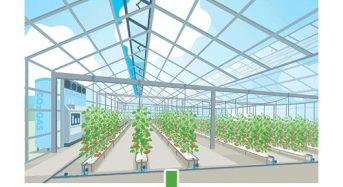 住友電工、千葉大学と共同にて砂栽培・環境制御による高糖度トマトの収量増大を目指す