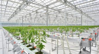 JFEエンジニアリングなど、オランダ式の太陽光利用型植物工場にてトマト・ベビーリーフの生産へ
