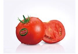 キッコーマングループが共同出資企業にて生食用トマトの生産・販売を開始