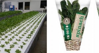 三菱樹脂、オーストラリアで植物工場産野菜を生産・販売する現地法人を設立