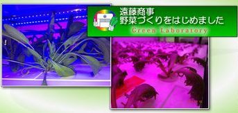 遠藤商事、LED光源を採用した大規模・植物工場による生産開始