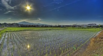 イオンアグリが埼玉羽生農場にて大規模コメ生産を開始