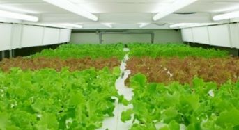 農業特区の養父市に人工光型植物工場を新たに建設（兵庫ナカバヤシ）