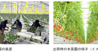 福島・南相馬に太陽利用型植物工場が稼働 カゴメの技術指導と全量買取