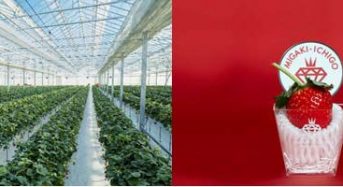 イチゴ植物工場のGRA、新規就農者に対する総合支援サービスを展開
