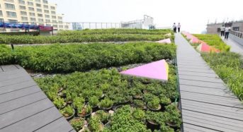 タイのショッピングモールでの屋上菜園。環境志向型アグリビルディングの実証スタート