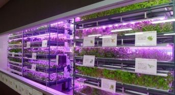 キーストーンテクノロジー、大手外食チェーン・コロワイドの植物工場に省エネ型LED栽培ユニットを導入