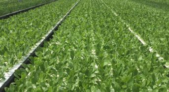 オリックスが太陽光型植物工場による水耕ホウレン草の生産へ。新法人を長野県八ヶ岳高原に設立
