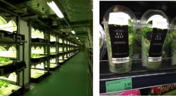 LA DITTA、人工光型植物工場のASEAN輸出に向けてシンガポール１８店舗でテスト販売
