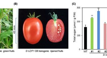 東北大学、新たな果実高糖度化手法の開発・甘いトマト果実の作出に成功